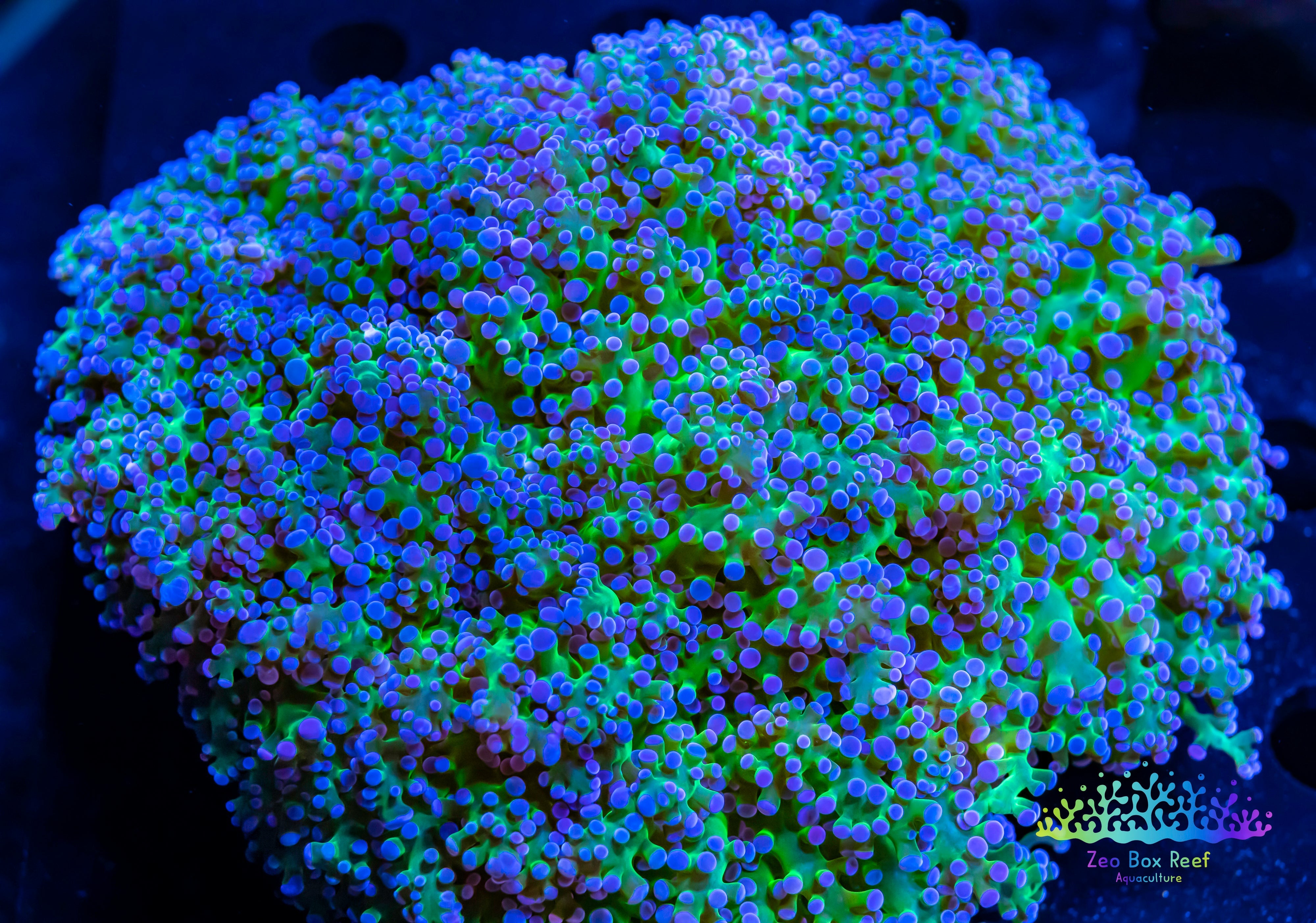 Frogspawn Coral For Sale – Zeo Box Reef Aquaculture