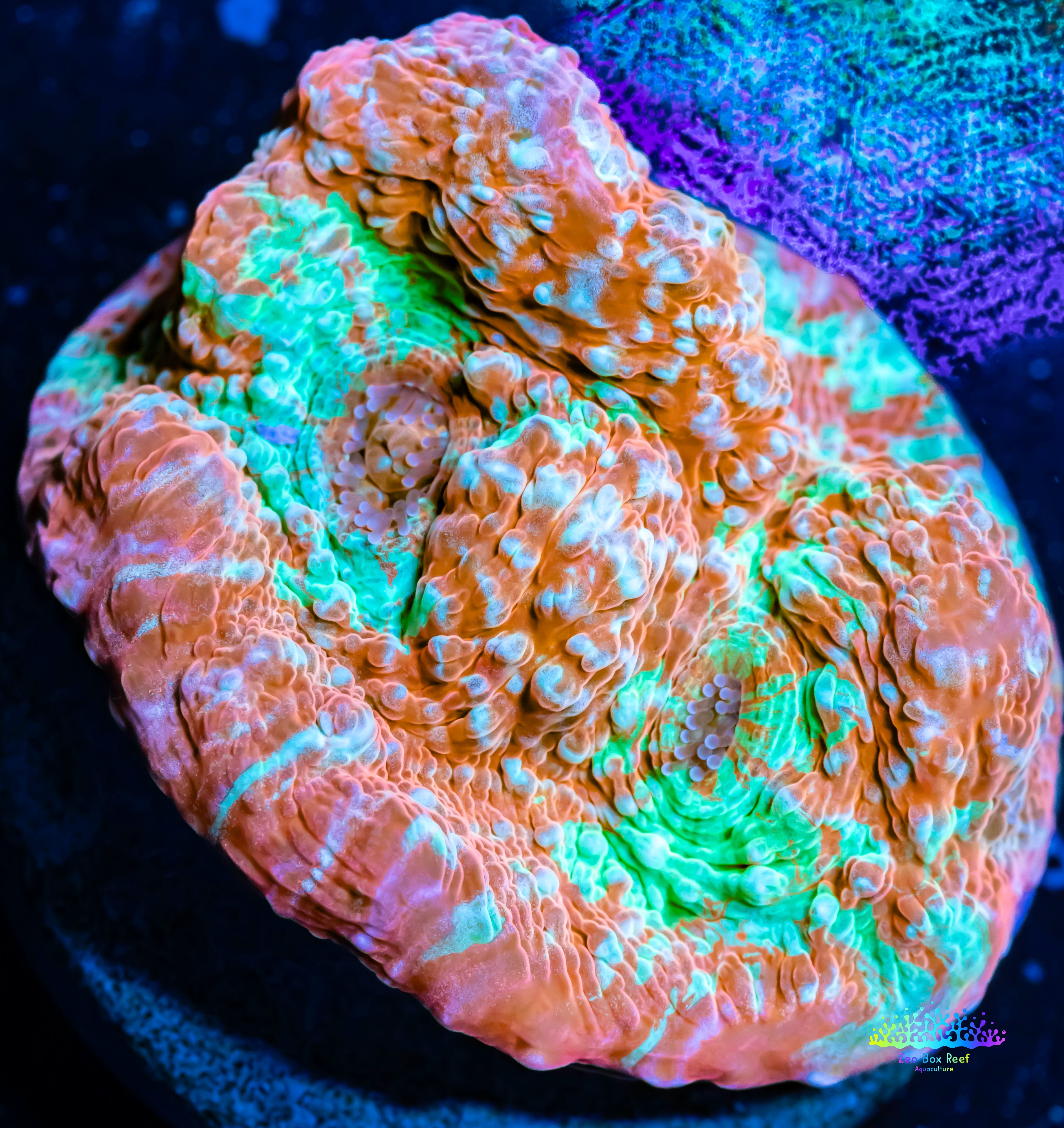 reefs on sale