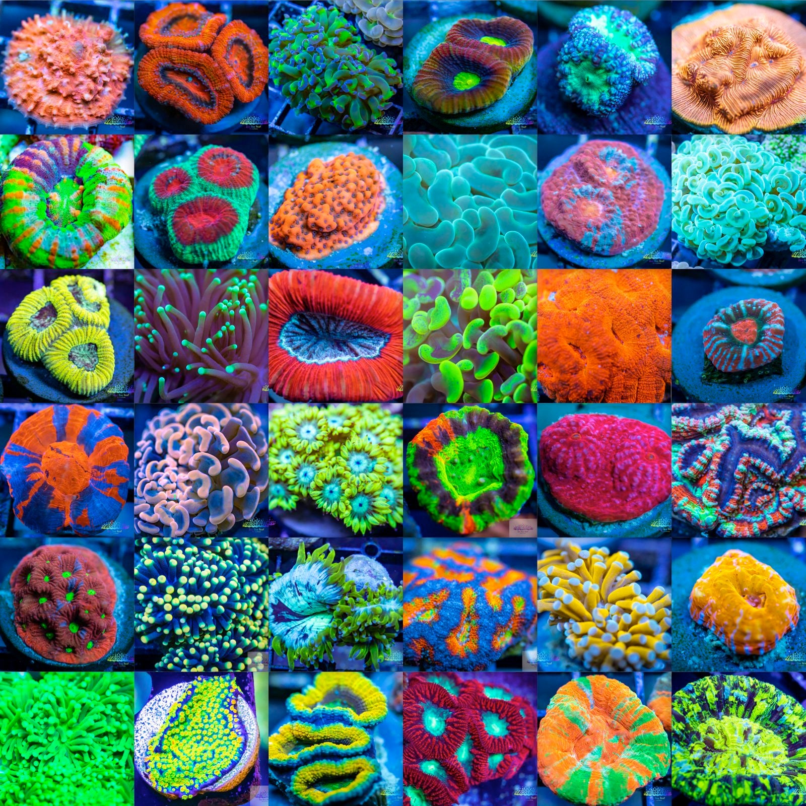 Corals For Sale Australia Zeo Box Reef Aquaculture
