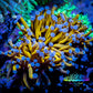 24K Blue Tip Gold Torch Coral 4cm WYSIWYG A1 R2B1 24K Blue Tip Gold Torch Coral 4cm WYSIWYG A1 R2B1 LPS 24K Blue Tip Gold Torch Coral 4cm WYSIWYG A1 R2B1 Zeo Box Reef