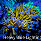 24K Blue Tip Gold Torch Coral 4cm WYSIWYG A1 R2B1 24K Blue Tip Gold Torch Coral 4cm WYSIWYG A1 R2B1 LPS 24K Blue Tip Gold Torch Coral 4cm WYSIWYG A1 R2B1 Zeo Box Reef