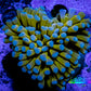 24K Blue Tip Gold Torch Coral 4cm WYSIWYG C2R1B1 24K Blue Tip Gold Torch Coral 4cm WYSIWYG C2R1B1 LPS 24K Blue Tip Gold Torch Coral 4cm WYSIWYG C2R1B1 Zeo Box Reef