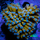 24K Blue Tip Gold Torch Coral 4cm WYSIWYG C2R1B1 24K Blue Tip Gold Torch Coral 4cm WYSIWYG C2R1B1 LPS 24K Blue Tip Gold Torch Coral 4cm WYSIWYG C2R1B1 Zeo Box Reef