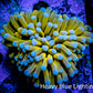 24K Blue Tip Gold Torch Coral 5cm WYSIWYG B5R1B1 24K Blue Tip Gold Torch Coral 5cm WYSIWYG B5R1B1 LPS 24K Blue Tip Gold Torch Coral 5cm WYSIWYG B5R1B1 Zeo Box Reef