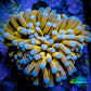 24K Blue Tip Gold Torch Coral 5cm WYSIWYG B5R1B1 24K Blue Tip Gold Torch Coral 5cm WYSIWYG B5R1B1 LPS 24K Blue Tip Gold Torch Coral 5cm WYSIWYG B5R1B1 Zeo Box Reef