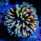 24K Blue Tip Gold Torch Coral 5cm WYSIWYG C2R1B1 24K Blue Tip Gold Torch Coral 5cm WYSIWYG C2R1B1 LPS 24K Blue Tip Gold Torch Coral 5cm WYSIWYG C2R1B1 Zeo Box Reef