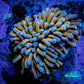 24K Blue Tip Gold Torch Coral 5cm WYSIWYG C4R1B1 24K Blue Tip Gold Torch Coral 5cm WYSIWYG C4R1B1 LPS 24K Blue Tip Gold Torch Coral 5cm WYSIWYG C4R1B1 Zeo Box Reef