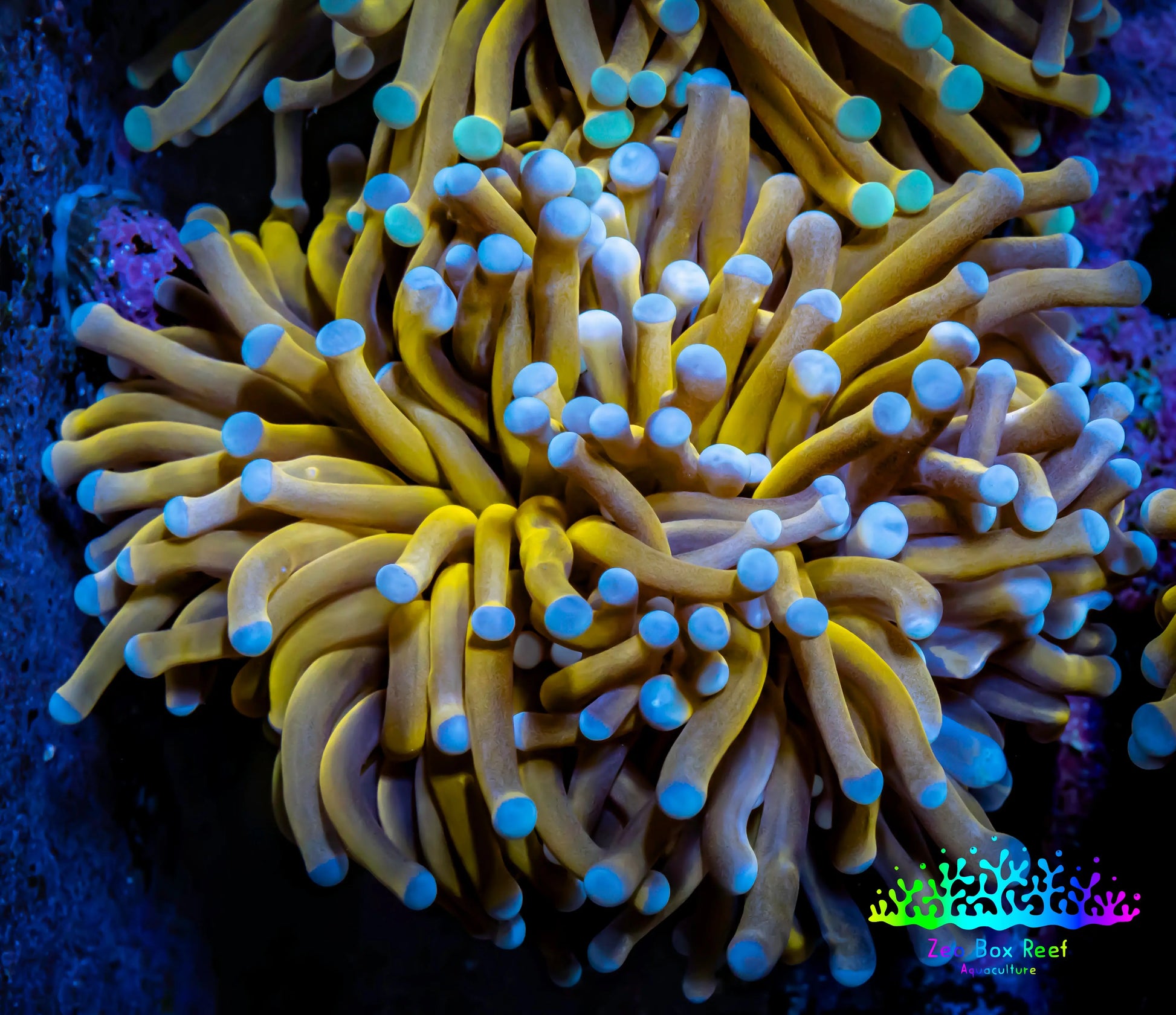 24K Blue Tip Gold Torch Coral 6cm WYSIWYG C1R1B1 24K Blue Tip Gold Torch Coral 6cm WYSIWYG C1R1B1 LPS 24K Blue Tip Gold Torch Coral 6cm WYSIWYG C1R1B1 Zeo Box Reef