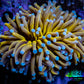 24K Blue Tip Gold Torch Coral 6cm WYSIWYG C2R1B1 24K Blue Tip Gold Torch Coral 6cm WYSIWYG C2R1B1 LPS 24K Blue Tip Gold Torch Coral 6cm WYSIWYG C2R1B1 Zeo Box Reef