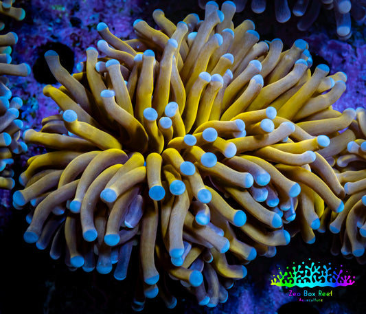 24K Blue Tip Gold Torch Coral 6cm WYSIWYG C2R1B1 24K Blue Tip Gold Torch Coral 6cm WYSIWYG C2R1B1 LPS 24K Blue Tip Gold Torch Coral 6cm WYSIWYG C2R1B1 Zeo Box Reef