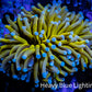 24K Blue Tip Gold Torch Coral 6cm WYSIWYG C2R1B1 24K Blue Tip Gold Torch Coral 6cm WYSIWYG C2R1B1 LPS 24K Blue Tip Gold Torch Coral 6cm WYSIWYG C2R1B1 Zeo Box Reef