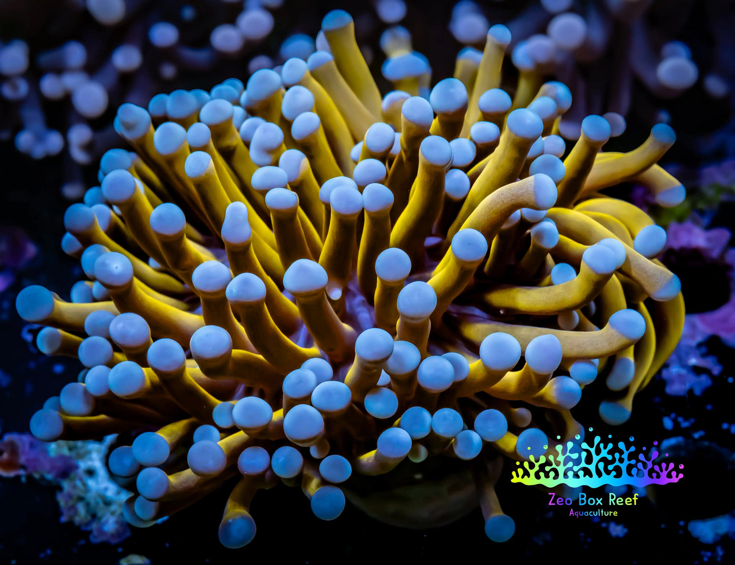 24K Blue Tip Gold Torch Coral 7cm WYSIWYG A3R2B1 24K Blue Tip Gold Torch Coral 7cm WYSIWYG A3R2B1 LPS 24K Blue Tip Gold Torch Coral 7cm WYSIWYG A3R2B1 Zeo Box Reef