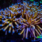 24K Blue Tip Gold Torch Coral 8cm Two Head WYSIWYG B1R1B1 24K Blue Tip Gold Torch Coral 8cm Two Head WYSIWYG B1R1B1 LPS 24K Blue Tip Gold Torch Coral 8cm Two Head WYSIWYG B1R1B1 Zeo Box Reef