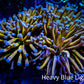 24K Blue Tip Gold Torch Coral 8cm Two Head WYSIWYG B1R1B1 24K Blue Tip Gold Torch Coral 8cm Two Head WYSIWYG B1R1B1 LPS 24K Blue Tip Gold Torch Coral 8cm Two Head WYSIWYG B1R1B1 Zeo Box Reef