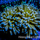 24K Blue Tip Gold Torch Coral 8cm WYSIWYG B2R1B1 24K Blue Tip Gold Torch Coral 8cm WYSIWYG B2R1B1 LPS 24K Blue Tip Gold Torch Coral 8cm WYSIWYG B2R1B1 Zeo Box Reef