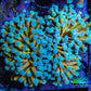 24K Blue Tip Gold Torch Coral E4R2B1 WYSIWYG 5cm 24K Blue Tip Gold Torch Coral E4R2B1 WYSIWYG 5cm LPS 24K Blue Tip Gold Torch Coral E4R2B1 WYSIWYG 5cm Zeo Box Reef