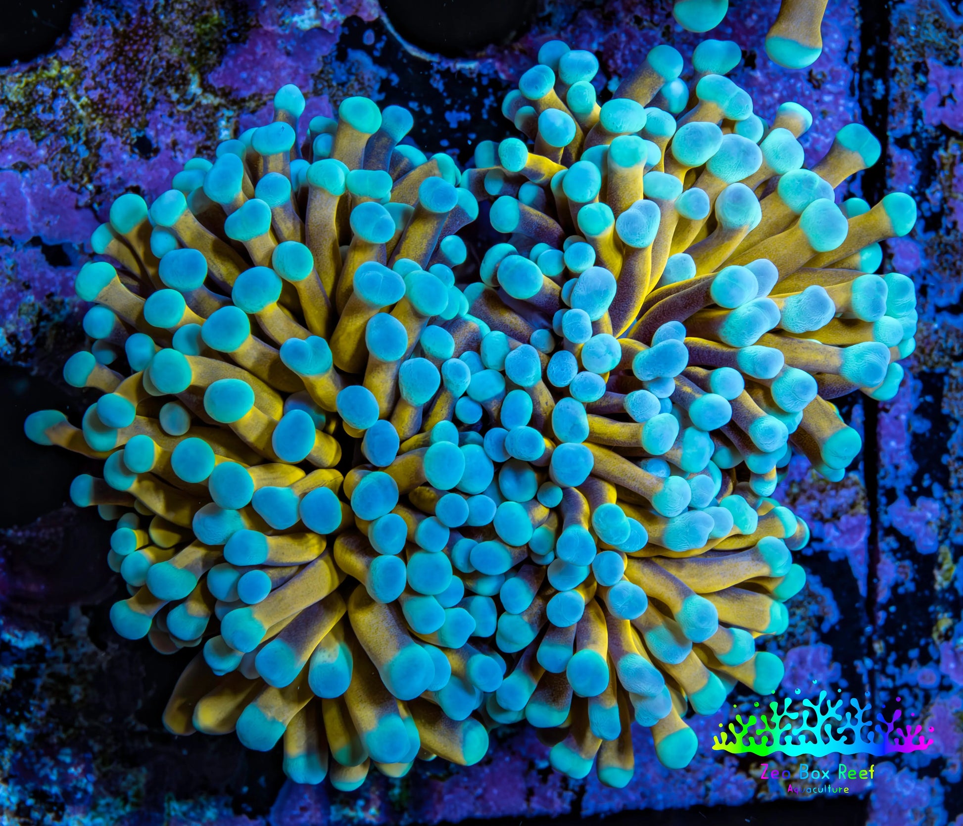 24K Blue Tip Gold Torch Coral E4R2B1 WYSIWYG 5cm 24K Blue Tip Gold Torch Coral E4R2B1 WYSIWYG 5cm LPS 24K Blue Tip Gold Torch Coral E4R2B1 WYSIWYG 5cm Zeo Box Reef
