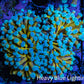 24K Blue Tip Gold Torch Coral E4R2B1 WYSIWYG 5cm 24K Blue Tip Gold Torch Coral E4R2B1 WYSIWYG 5cm LPS 24K Blue Tip Gold Torch Coral E4R2B1 WYSIWYG 5cm Zeo Box Reef