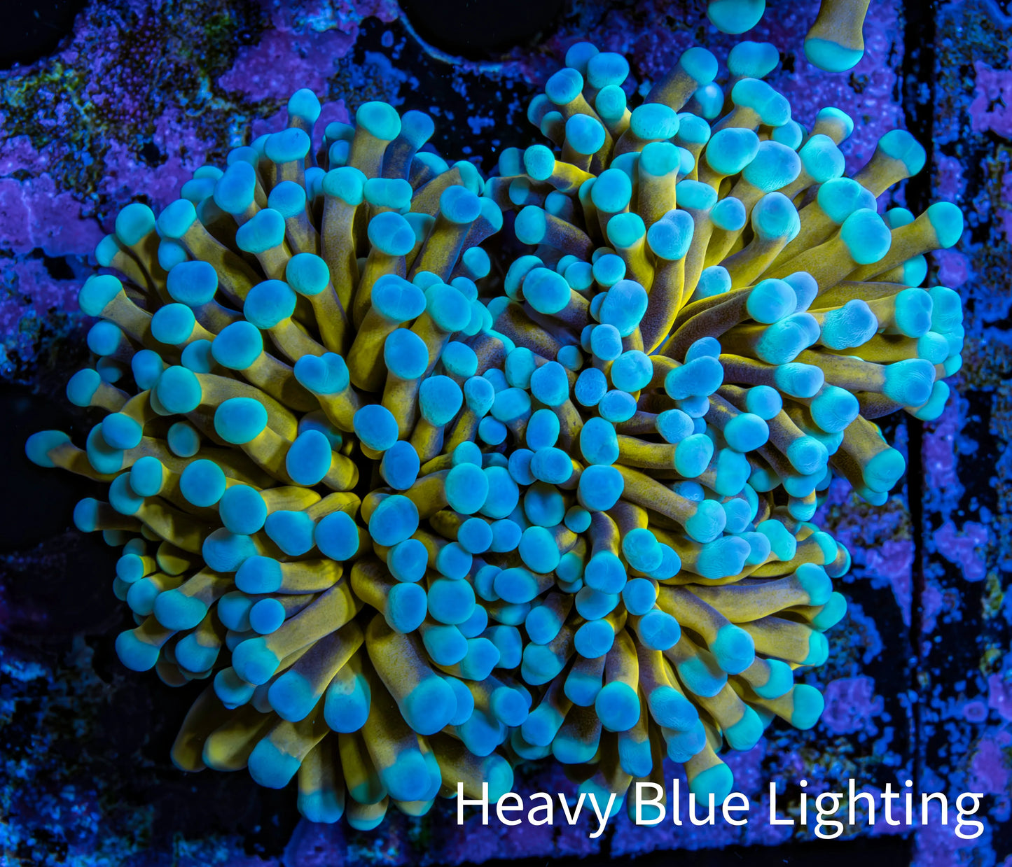 24K Blue Tip Gold Torch Coral E4R2B1 WYSIWYG 5cm 24K Blue Tip Gold Torch Coral E4R2B1 WYSIWYG 5cm LPS 24K Blue Tip Gold Torch Coral E4R2B1 WYSIWYG 5cm Zeo Box Reef