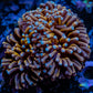 24K Blue Tip Gold Torch Coral WYSIWYG 4.5cm 24K Blue Tip Gold Torch Coral WYSIWYG 4.5cm LPS 24K Blue Tip Gold Torch Coral WYSIWYG 4.5cm Zeo Box Reef
