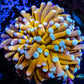 24K Blue Tip Gold Torch Coral WYSIWYG 4cm 24K Blue Tip Gold Torch Coral WYSIWYG 4cm LPS 24K Blue Tip Gold Torch Coral WYSIWYG 4cm Zeo Box Reef