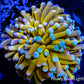 24K Blue Tip Gold Torch Coral WYSIWYG 4cm 24K Blue Tip Gold Torch Coral WYSIWYG 4cm LPS 24K Blue Tip Gold Torch Coral WYSIWYG 4cm Zeo Box Reef