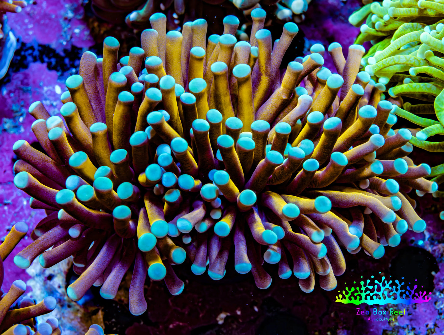 24K Blue Tip Gold Torch Coral WYSIWYG 5 cm 24K Blue Tip Gold Torch Coral WYSIWYG 5 cm LPS 24K Blue Tip Gold Torch Coral WYSIWYG 5 cm Zeo Box Reef