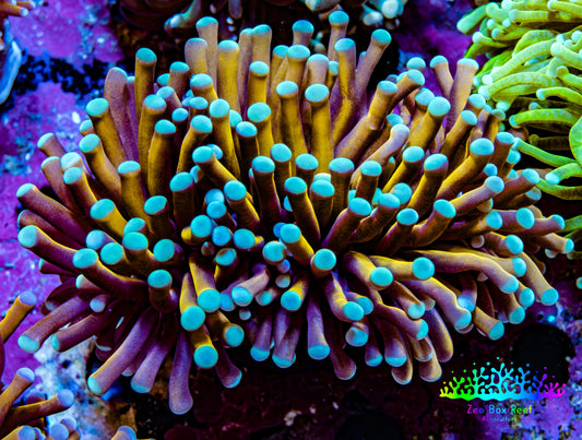 24K Blue Tip Gold Torch Coral WYSIWYG 5 cm 24K Blue Tip Gold Torch Coral WYSIWYG 5 cm LPS 24K Blue Tip Gold Torch Coral WYSIWYG 5 cm Zeo Box Reef