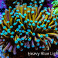 24K Blue Tip Gold Torch Coral WYSIWYG 5 cm 24K Blue Tip Gold Torch Coral WYSIWYG 5 cm LPS 24K Blue Tip Gold Torch Coral WYSIWYG 5 cm Zeo Box Reef