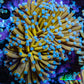 24K Blue Tip Gold Torch Coral WYSIWYG 6cm D3R1B1 (Copy) 24K Blue Tip Gold Torch Coral WYSIWYG 6cm D3R1B1 (Copy) LPS 24K Blue Tip Gold Torch Coral WYSIWYG 6cm D3R1B1 (Copy) Zeo Box Reef