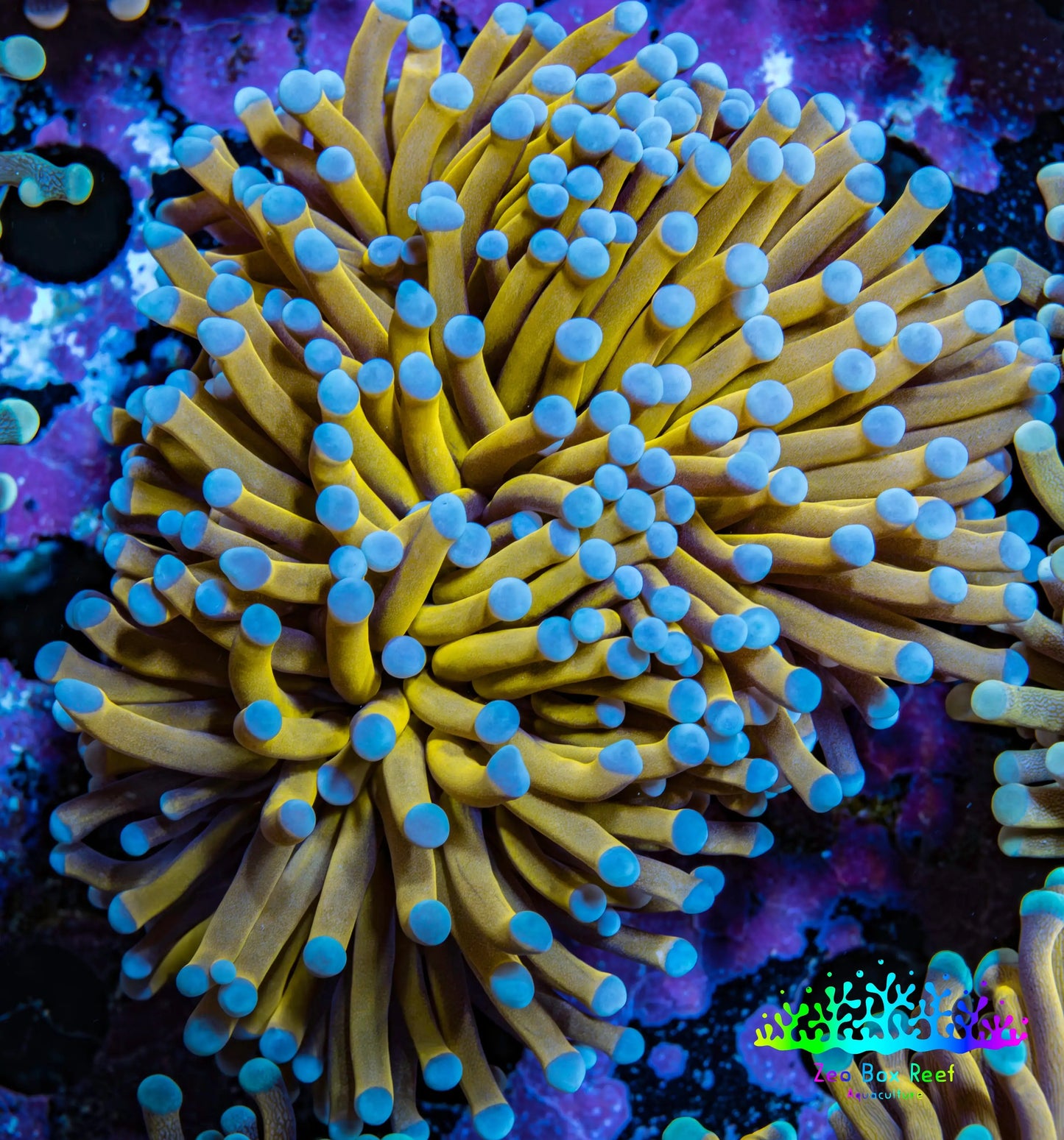 24K Blue Tip Gold Torch Coral WYSIWYG 6cm D3R1B1 (Copy) 24K Blue Tip Gold Torch Coral WYSIWYG 6cm D3R1B1 (Copy) LPS 24K Blue Tip Gold Torch Coral WYSIWYG 6cm D3R1B1 (Copy) Zeo Box Reef