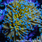24K Blue Tip Gold Torch Coral WYSIWYG 6cm D3R1B1 (Copy) 24K Blue Tip Gold Torch Coral WYSIWYG 6cm D3R1B1 (Copy) LPS 24K Blue Tip Gold Torch Coral WYSIWYG 6cm D3R1B1 (Copy) Zeo Box Reef