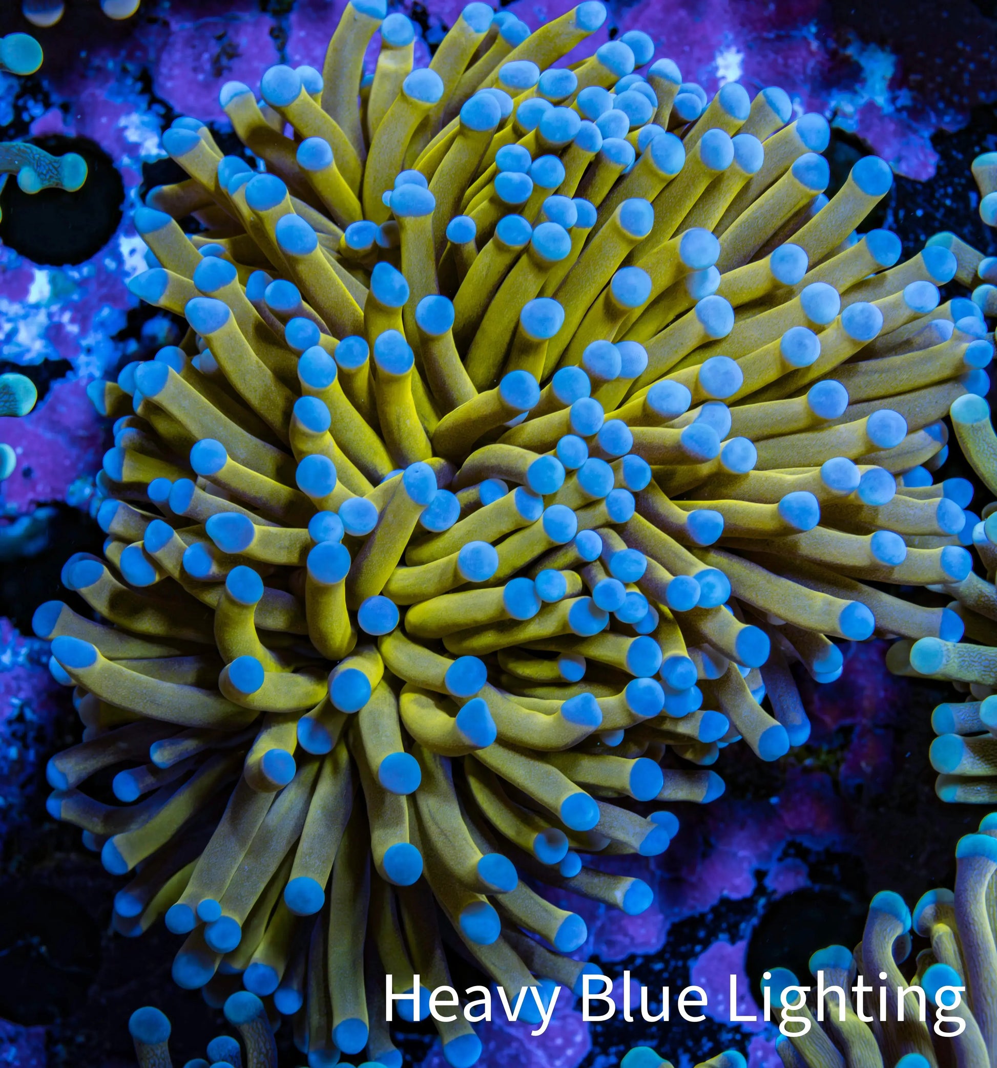 24K Blue Tip Gold Torch Coral WYSIWYG 6cm D3R1B1 (Copy) 24K Blue Tip Gold Torch Coral WYSIWYG 6cm D3R1B1 (Copy) LPS 24K Blue Tip Gold Torch Coral WYSIWYG 6cm D3R1B1 (Copy) Zeo Box Reef