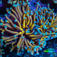 24K Blue Tip Gold Torch Coral WYSIWYG 6cm E2R1B1 24K Blue Tip Gold Torch Coral WYSIWYG 6cm E2R1B1 LPS 24K Blue Tip Gold Torch Coral WYSIWYG 6cm E2R1B1 Zeo Box Reef