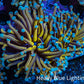 24K Blue Tip Gold Torch Coral WYSIWYG 6cm E2R1B1 24K Blue Tip Gold Torch Coral WYSIWYG 6cm E2R1B1 LPS 24K Blue Tip Gold Torch Coral WYSIWYG 6cm E2R1B1 Zeo Box Reef