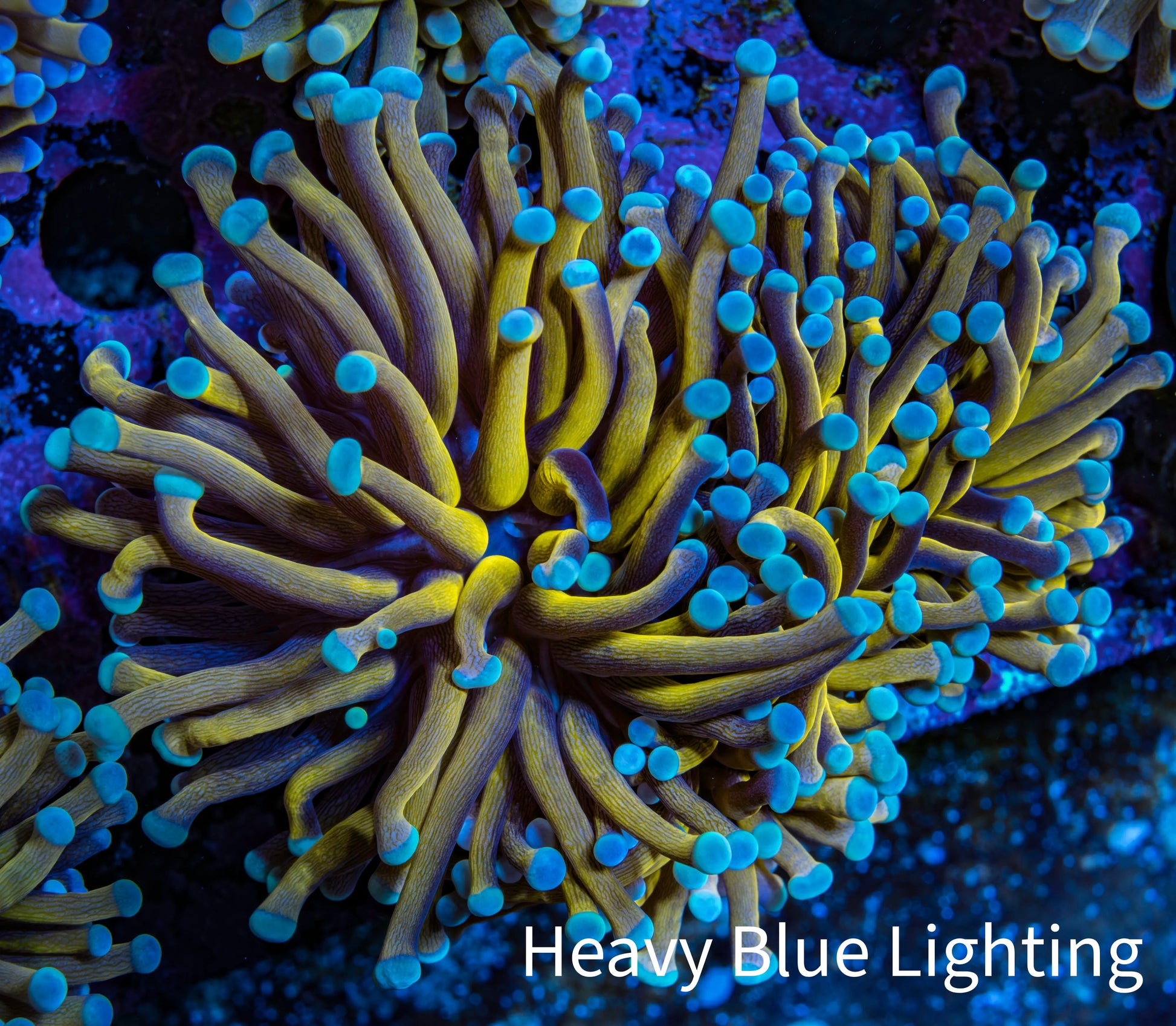 24K Blue Tip Gold Torch Coral WYSIWYG 6cm E2R1B1 24K Blue Tip Gold Torch Coral WYSIWYG 6cm E2R1B1 LPS 24K Blue Tip Gold Torch Coral WYSIWYG 6cm E2R1B1 Zeo Box Reef