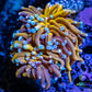 24K Blue Tip Gold Torch Coral WYSIWYG 6cm 24K Blue Tip Gold Torch Coral WYSIWYG 6cm LPS 24K Blue Tip Gold Torch Coral WYSIWYG 6cm Zeo Box Reef
