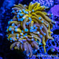 24K Blue Tip Gold Torch Coral WYSIWYG 6cm 24K Blue Tip Gold Torch Coral WYSIWYG 6cm LPS 24K Blue Tip Gold Torch Coral WYSIWYG 6cm Zeo Box Reef