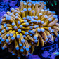 24K Blue Tip Gold Torch Coral WYSIWYG 6cm 24K Blue Tip Gold Torch Coral WYSIWYG 6cm LPS 24K Blue Tip Gold Torch Coral WYSIWYG 6cm Zeo Box Reef
