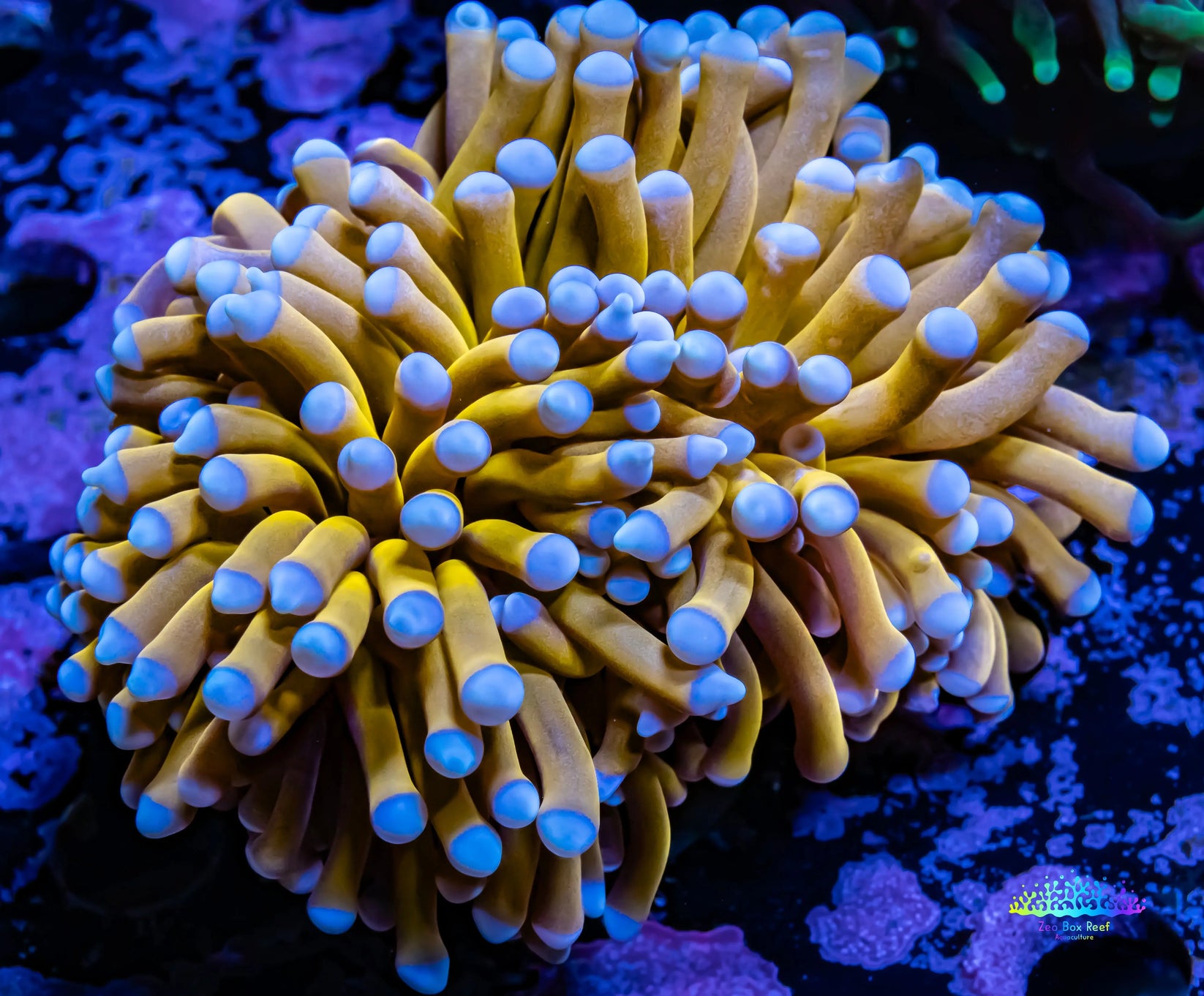 Blue Tips 24K Gold Torch - WYSIWYG Frag [ 1 Head ] main image 0