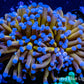 24K Blue Tip Gold Torch Coral WYSIWYG 6cm 24K Blue Tip Gold Torch Coral WYSIWYG 6cm LPS 24K Blue Tip Gold Torch Coral WYSIWYG 6cm Zeo Box Reef