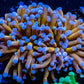 24K Blue Tip Gold Torch Coral WYSIWYG 6cm 24K Blue Tip Gold Torch Coral WYSIWYG 6cm LPS 24K Blue Tip Gold Torch Coral WYSIWYG 6cm Zeo Box Reef