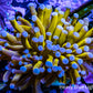 24K Blue Tip Gold Torch Coral WYSIWYG 6cm 24K Blue Tip Gold Torch Coral WYSIWYG 6cm LPS 24K Blue Tip Gold Torch Coral WYSIWYG 6cm Zeo Box Reef