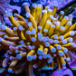 24K Blue Tip Gold Torch Coral WYSIWYG 6cm 24K Blue Tip Gold Torch Coral WYSIWYG 6cm LPS 24K Blue Tip Gold Torch Coral WYSIWYG 6cm Zeo Box Reef