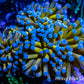 24K Blue Tip Gold Torch Coral WYSIWYG 6cm 24K Blue Tip Gold Torch Coral WYSIWYG 6cm LPS 24K Blue Tip Gold Torch Coral WYSIWYG 6cm Zeo Box Reef