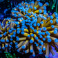 24K Blue Tip Gold Torch Coral WYSIWYG 6cm 24K Blue Tip Gold Torch Coral WYSIWYG 6cm LPS 24K Blue Tip Gold Torch Coral WYSIWYG 6cm Zeo Box Reef