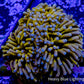 24K Blue Tip Gold Torch Coral WYSIWYG 6cm 24K Blue Tip Gold Torch Coral WYSIWYG 6cm LPS 24K Blue Tip Gold Torch Coral WYSIWYG 6cm Zeo Box Reef
