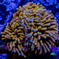 24K Blue Tip Gold Torch Coral WYSIWYG 6cm 24K Blue Tip Gold Torch Coral WYSIWYG 6cm LPS 24K Blue Tip Gold Torch Coral WYSIWYG 6cm Zeo Box Reef