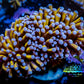 24K Blue Tip Gold Torch Coral WYSIWYG 6cm 24K Blue Tip Gold Torch Coral WYSIWYG 6cm LPS 24K Blue Tip Gold Torch Coral WYSIWYG 6cm Zeo Box Reef