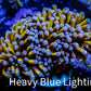 24K Blue Tip Gold Torch Coral WYSIWYG 6cm 24K Blue Tip Gold Torch Coral WYSIWYG 6cm LPS 24K Blue Tip Gold Torch Coral WYSIWYG 6cm Zeo Box Reef